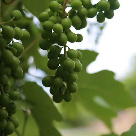 Sapanca Villa Suite Sapanca