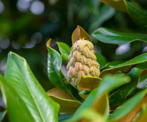 Szálloda Sapanca Villa Suite Sapanca