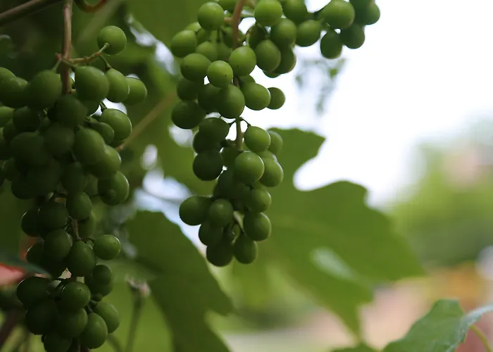 Sapanca Villa Suite Sapanca